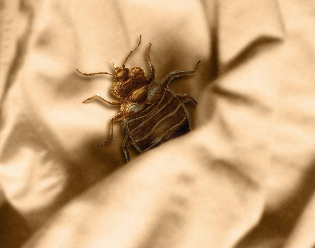 Is The Bedbug Epidemic Finally Ending?
